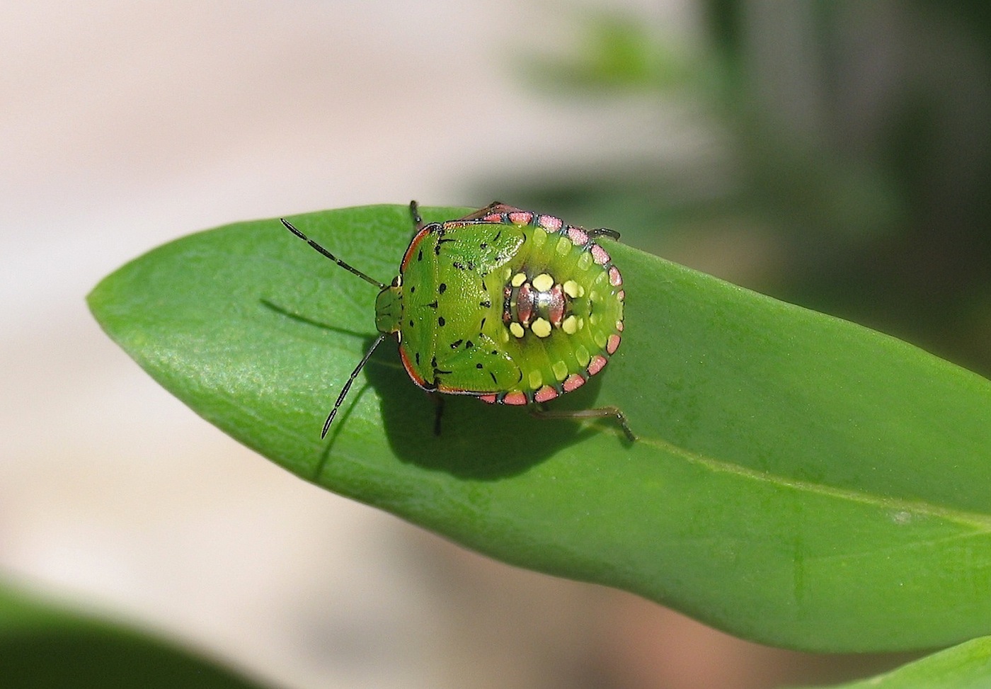 ninfe di Nezara viridula (Pentatomidae) - (OT)